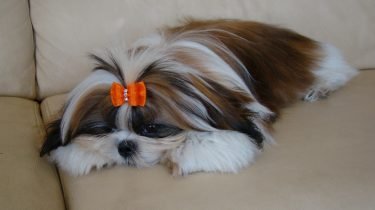 gigi_mysticwonderland_shihtzu