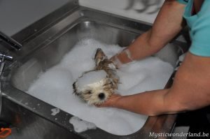 wassen van shihtzu
