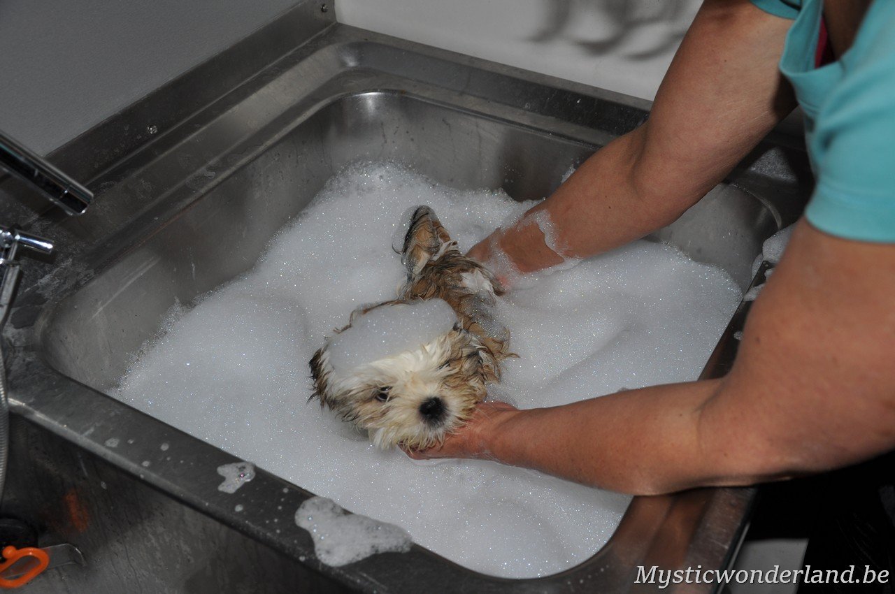 wassen van shihtzu