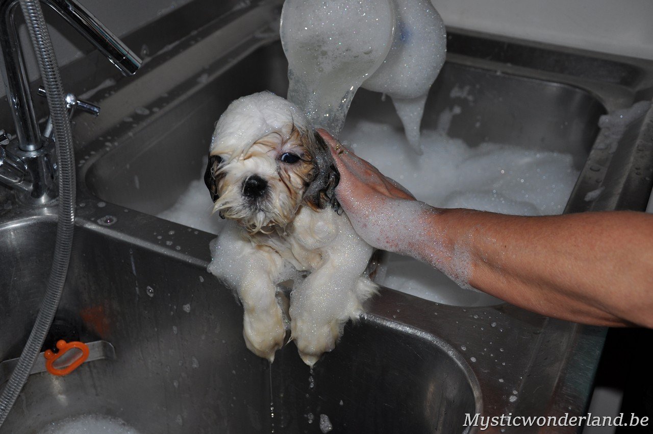 wassen van shihtzu