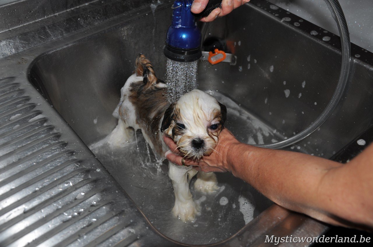 wassen van shihtzu