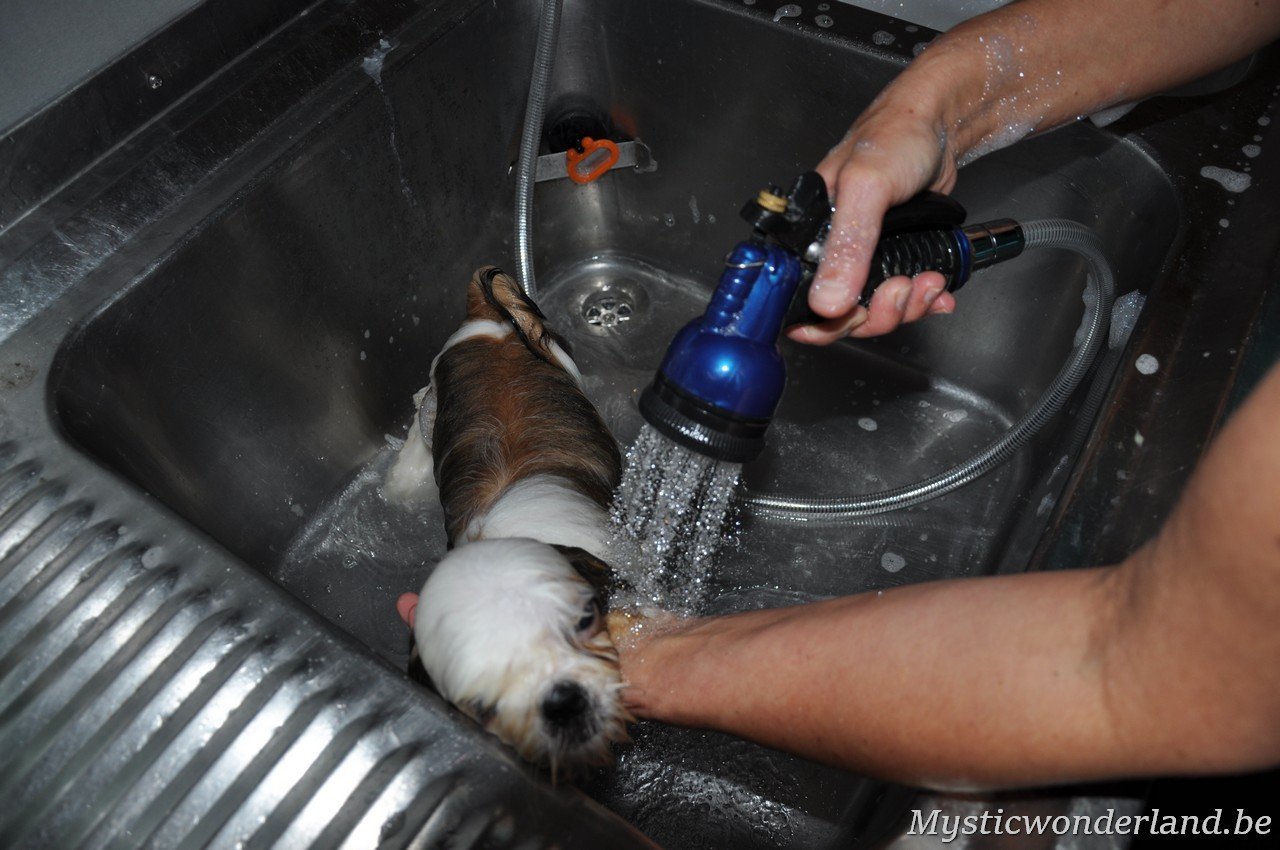 wassen van shihtzu
