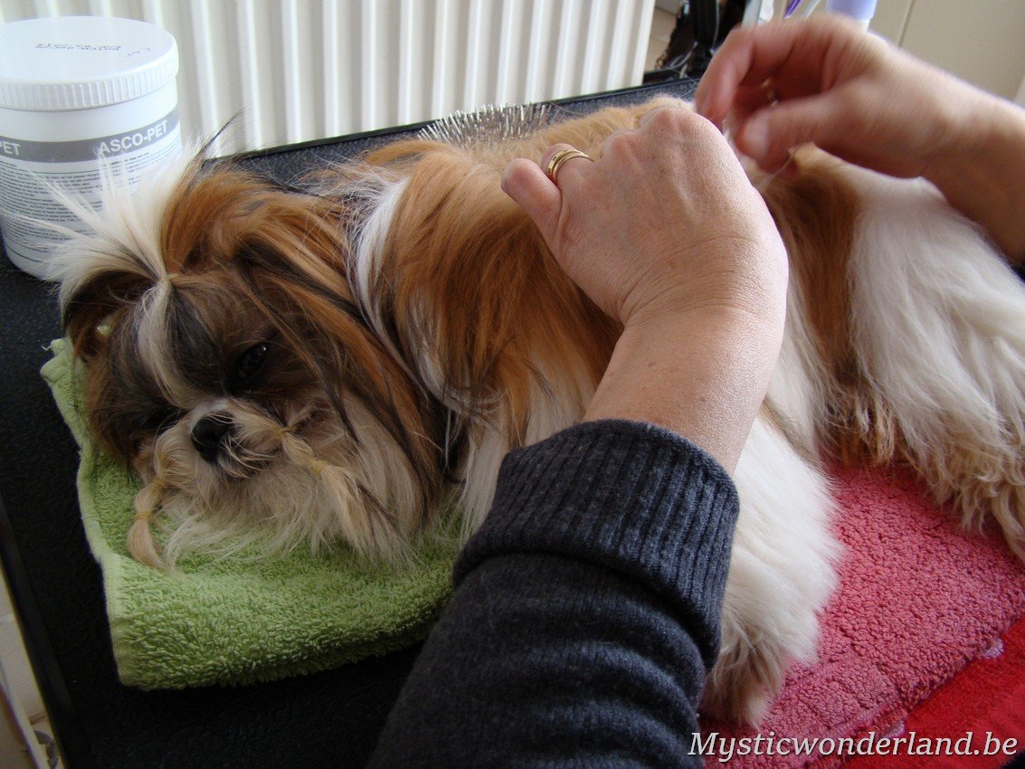 ontklitten van een shihtzu