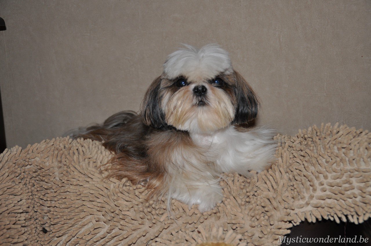 mysticwonderland_shihtzu