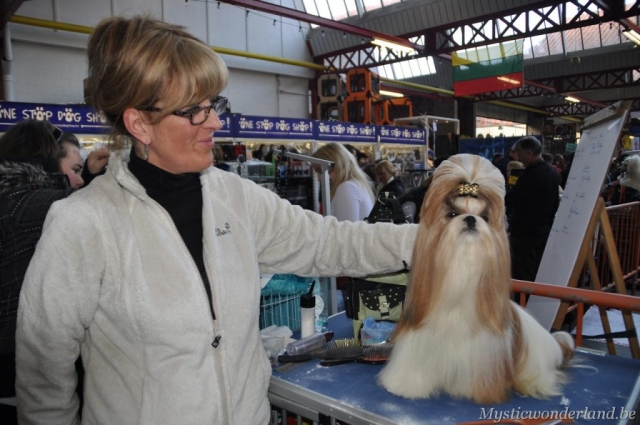 Gunfire_mysticwonderland_shihtzu_00000