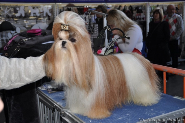 Gunfire_mysticwonderland_shihtzu_00001