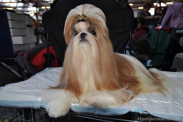 Gunfire_mysticwonderland_shihtzu_00002