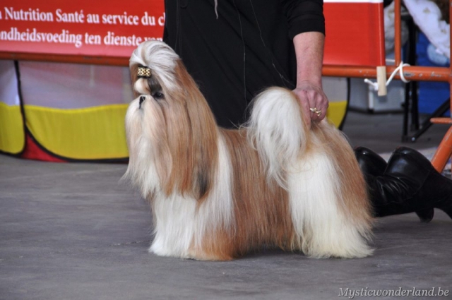 Gunfire_mysticwonderland_shihtzu_00003