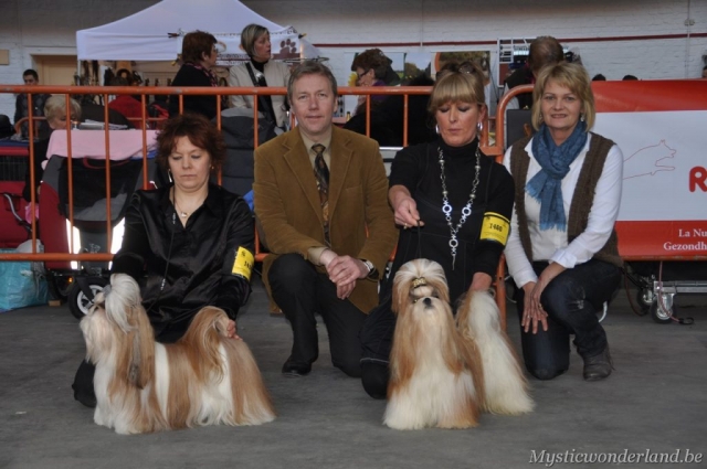 Gunfire_mysticwonderland_shihtzu_00004