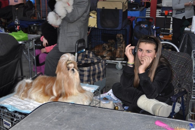 Gunfire_mysticwonderland_shihtzu_00005
