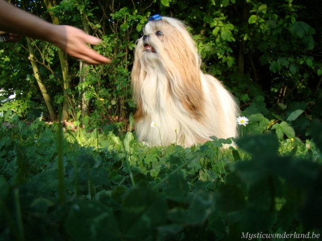 Gunfire_mysticwonderland_shihtzu_00008