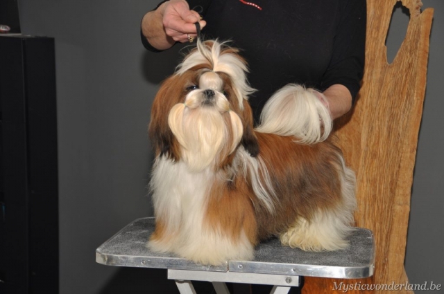 Jackprice_mysticwonderland_shihtzu_00003