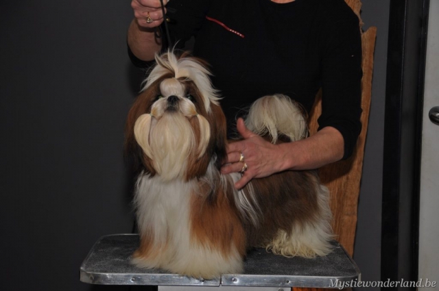 Jackprice_mysticwonderland_shihtzu_00004