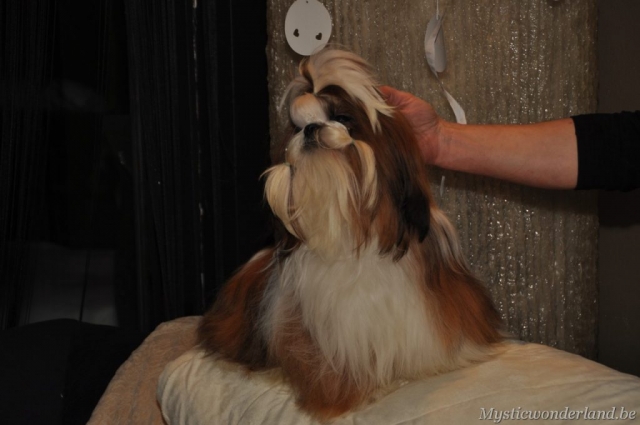 Jackprice_mysticwonderland_shihtzu_00005