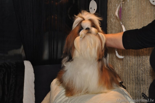 Jackprice_mysticwonderland_shihtzu_00007