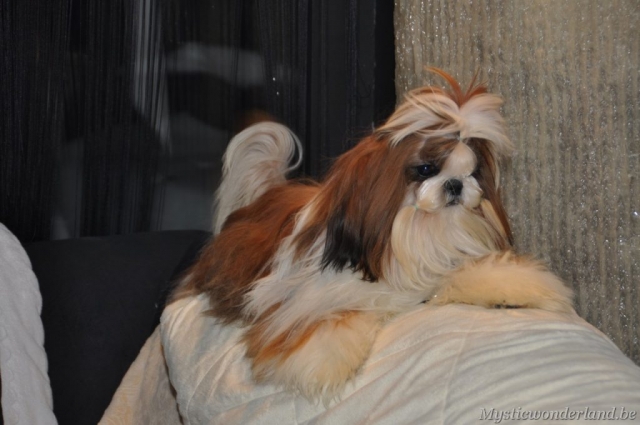 Jackprice_mysticwonderland_shihtzu_00009