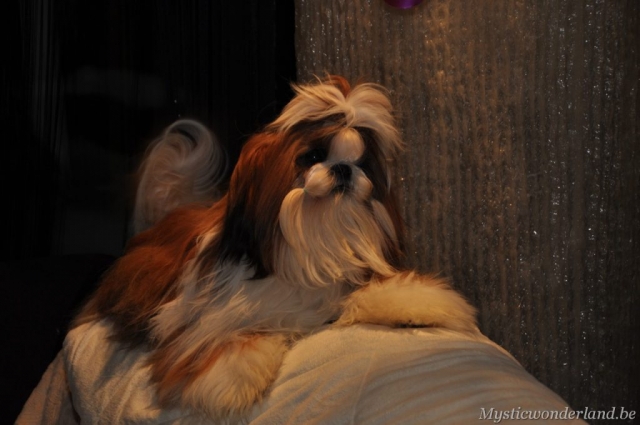 Jackprice_mysticwonderland_shihtzu_00010