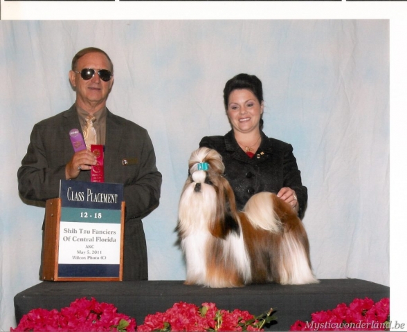 Jackprice_mysticwonderland_shihtzu_00011