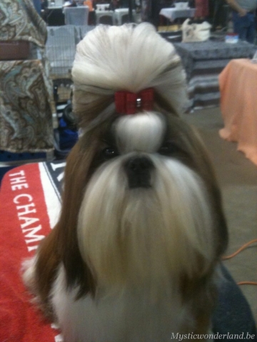 Jackprice_mysticwonderland_shihtzu_00014