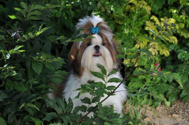 Juventus_mysticwonderland_shihtzu_00002