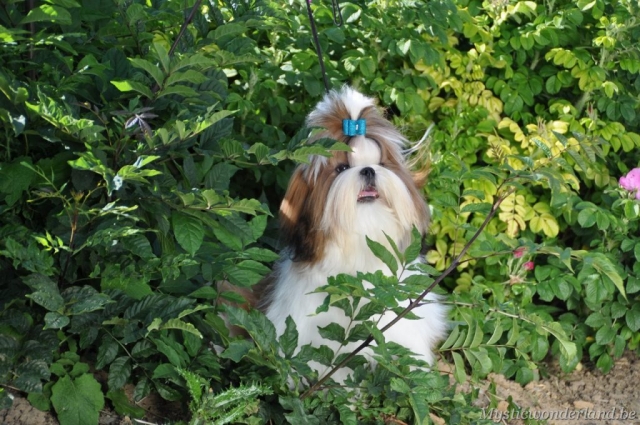 Juventus_mysticwonderland_shihtzu_00003