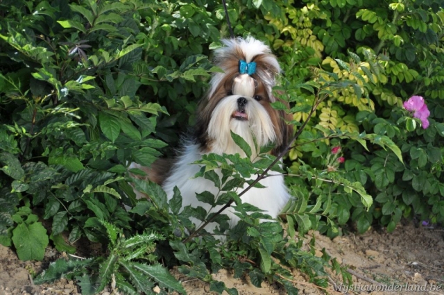 Juventus_mysticwonderland_shihtzu_00004