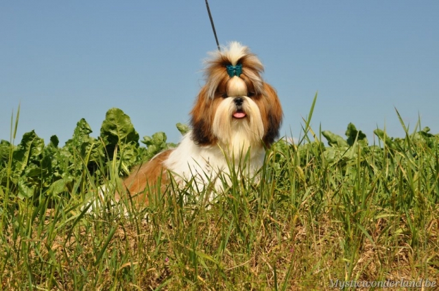 Juventus_mysticwonderland_shihtzu_00005