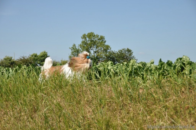 Juventus_mysticwonderland_shihtzu_00008