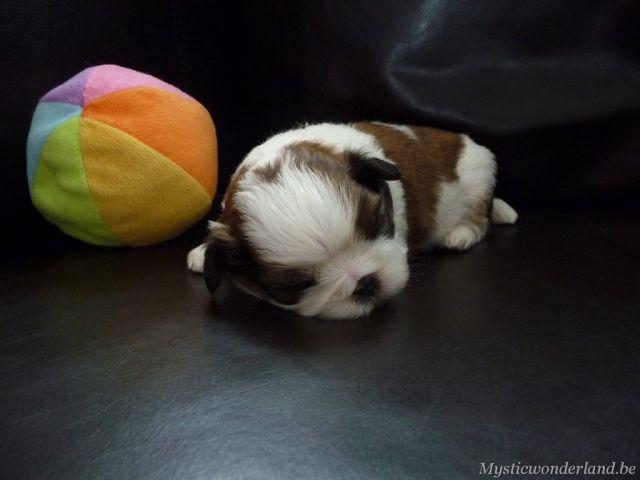 Juventus_mysticwonderland_shihtzu_00012