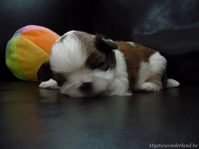Juventus_mysticwonderland_shihtzu_00013