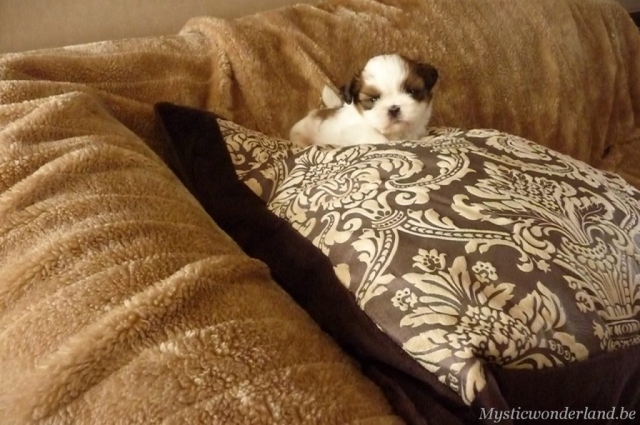 Juventus_mysticwonderland_shihtzu_00014