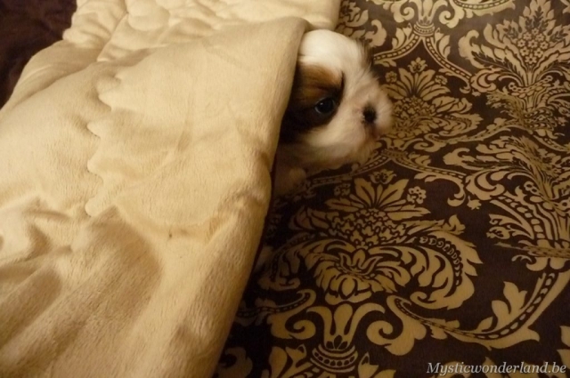 Juventus_mysticwonderland_shihtzu_00016