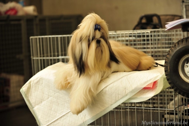 killer_mysticwonderland_shihtzu_00001