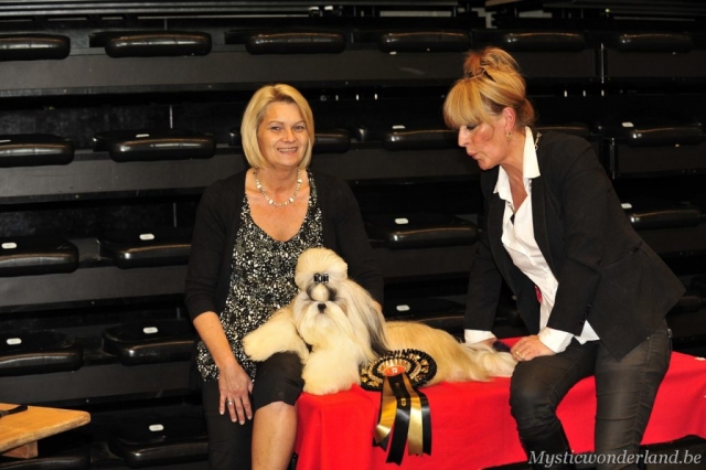 killer_mysticwonderland_shihtzu_00005