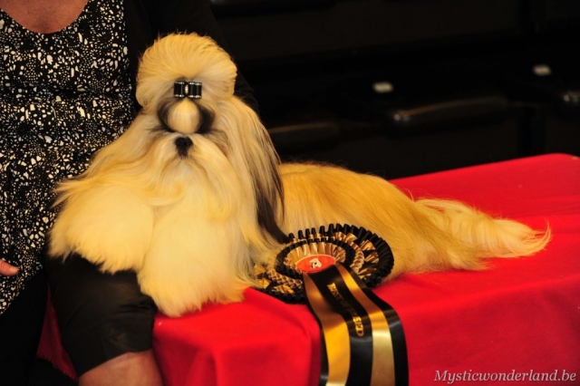 killer_mysticwonderland_shihtzu_00007