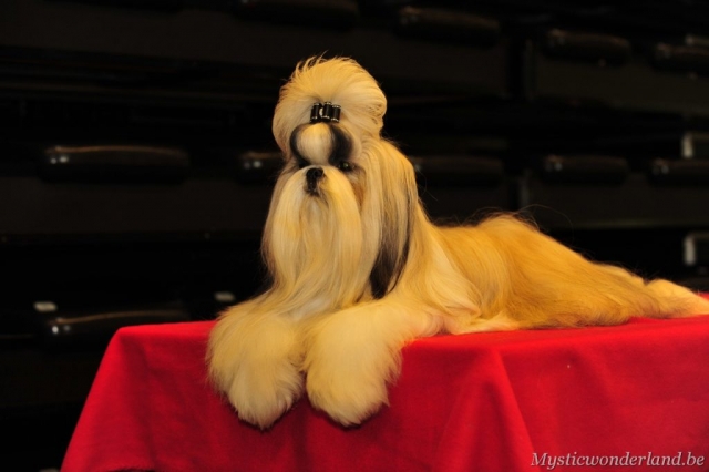 killer_mysticwonderland_shihtzu_00008