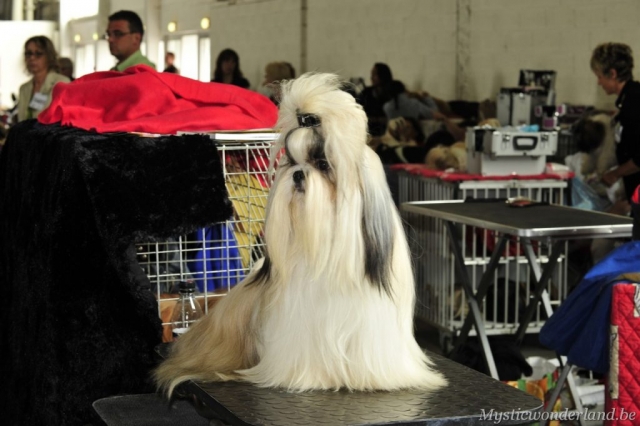 killer_mysticwonderland_shihtzu_00009