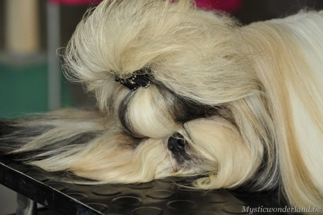 killer_mysticwonderland_shihtzu_00010