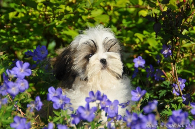 killer_mysticwonderland_shihtzu_00013