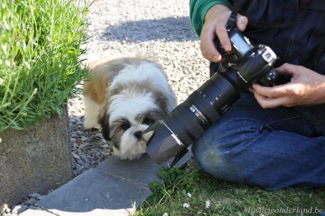 killer_mysticwonderland_shihtzu_00014