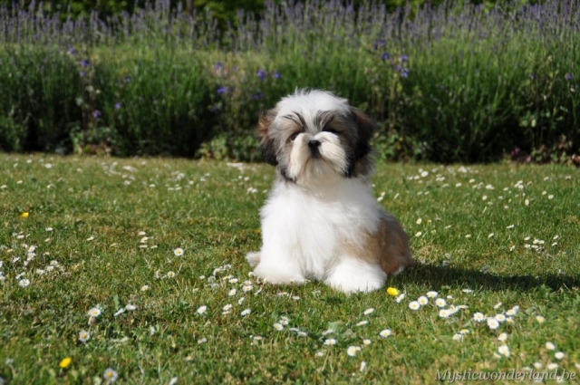killer_mysticwonderland_shihtzu_00015