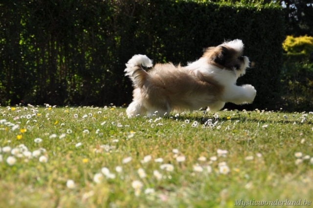 killer_mysticwonderland_shihtzu_00016