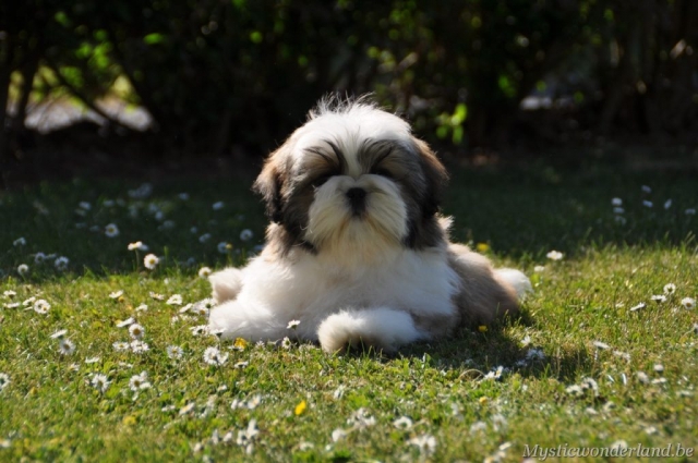 killer_mysticwonderland_shihtzu_00017