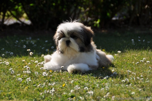 killer_mysticwonderland_shihtzu_00018