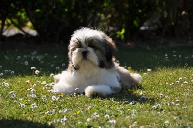 killer_mysticwonderland_shihtzu_00020