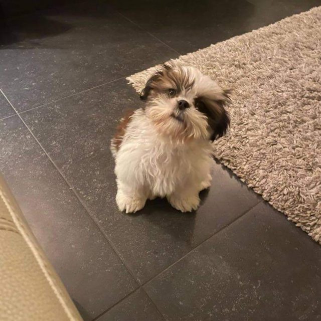 Vachtverzorging Shih Tzu Kennel Of Mystic Wonderland