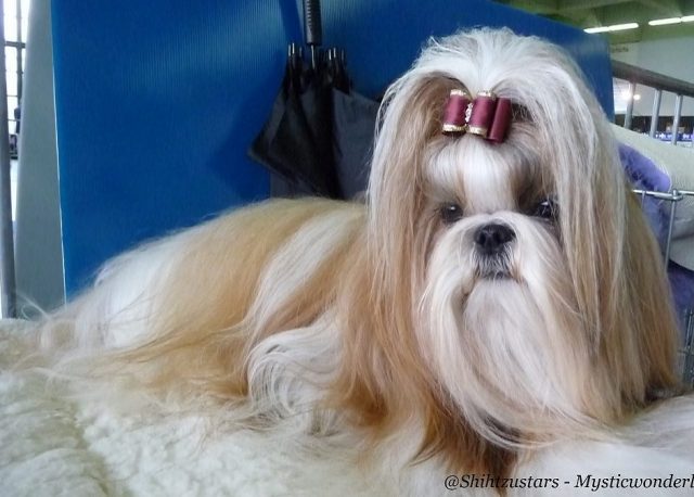 Vachtverzorging Shih Tzu Kennel Of Mystic Wonderland